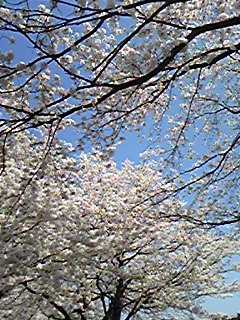 ファイル名: 110417112620.jpg
ファイルサイズ: 90.7KB 110417112620